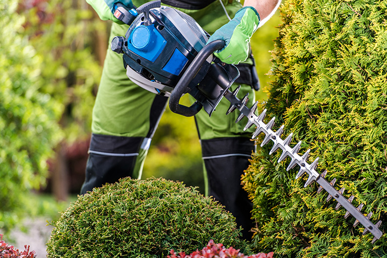 Landscaper trimming hedges